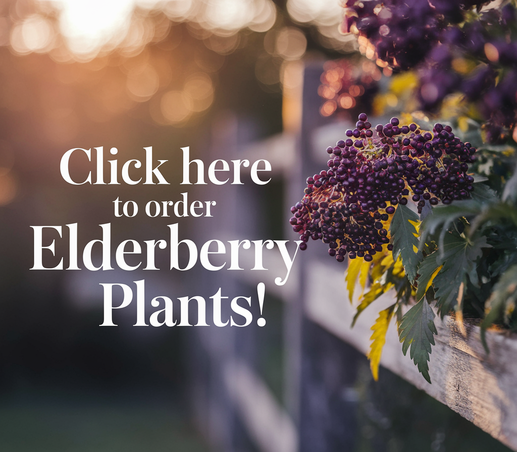 Click here to order elderberry plants 