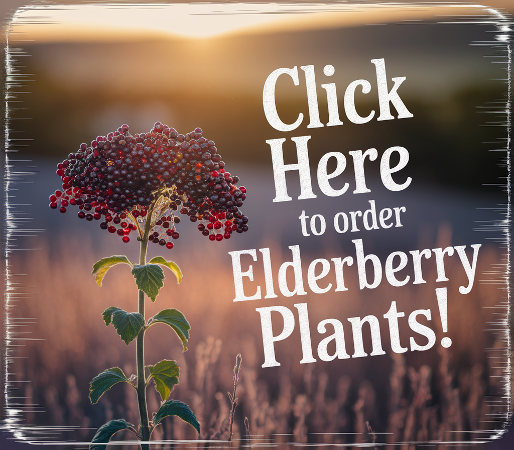 Click here to order live elderberry plants 