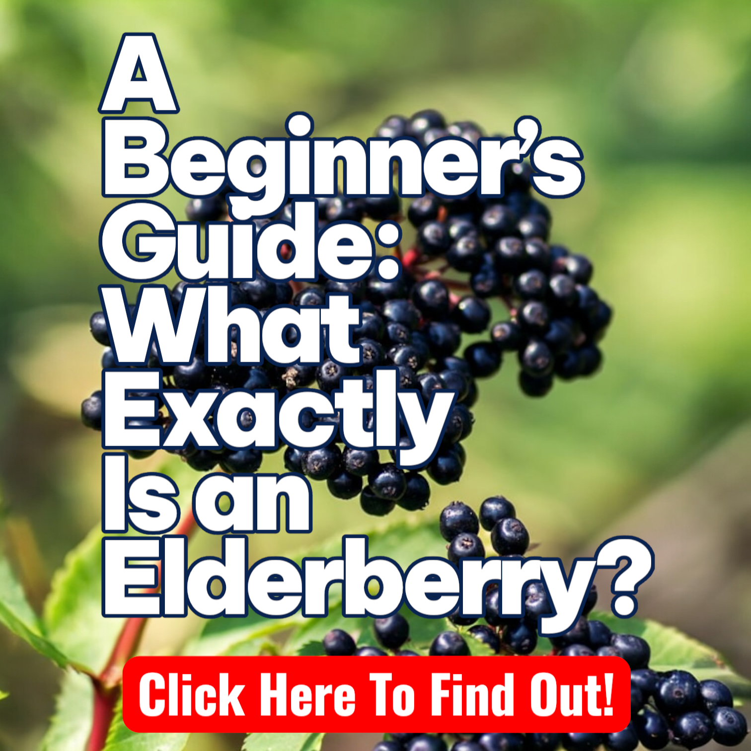 What exactly is an elderberry? 