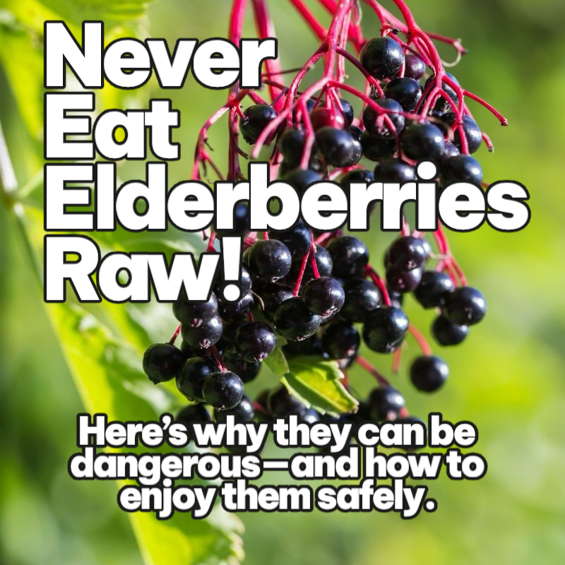 You cannot eat fresh elderberries raw