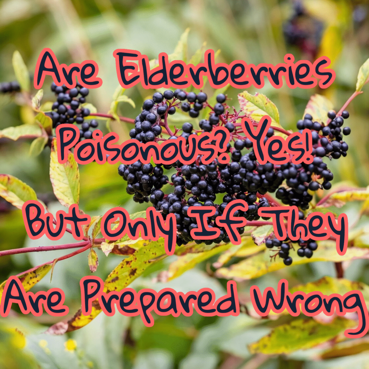 Are elderberry poisonous? Yes! If they are prepared wrong! 