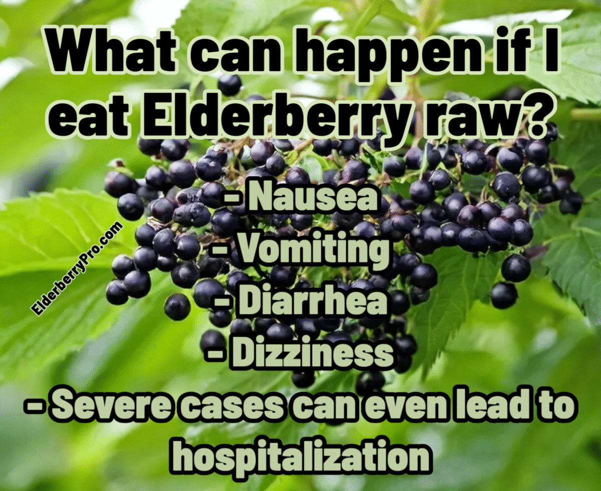 What happens if I eat elderberries raw? 