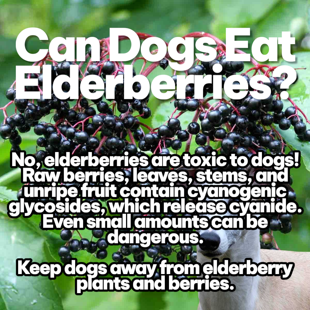 Can dogs eat elderberries at all? 