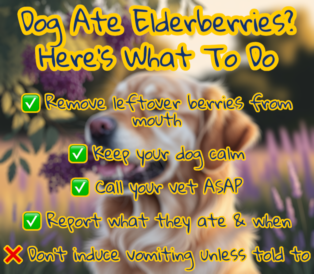 What to do if my dog ate elderberries? 