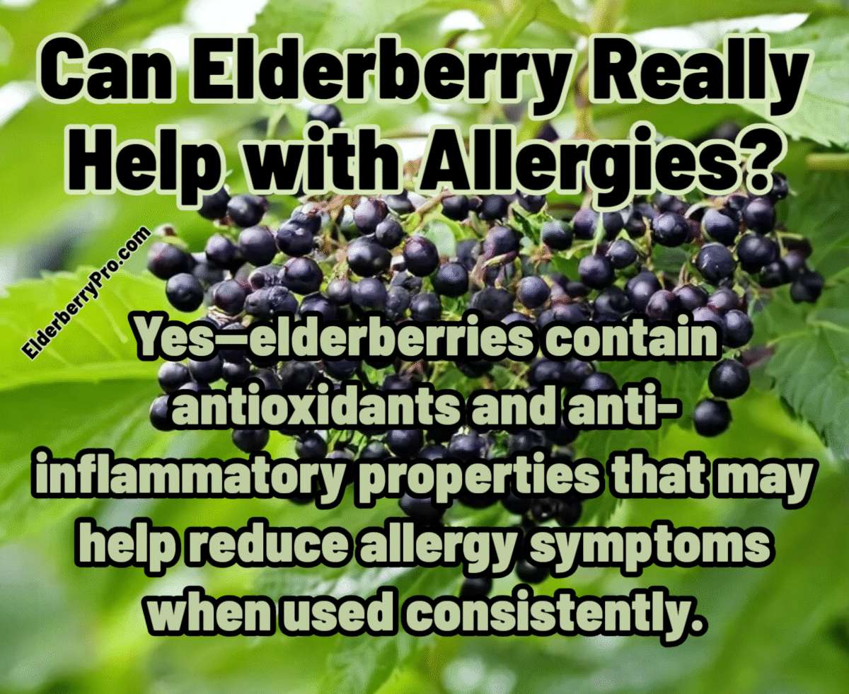 Using elderberry when sick