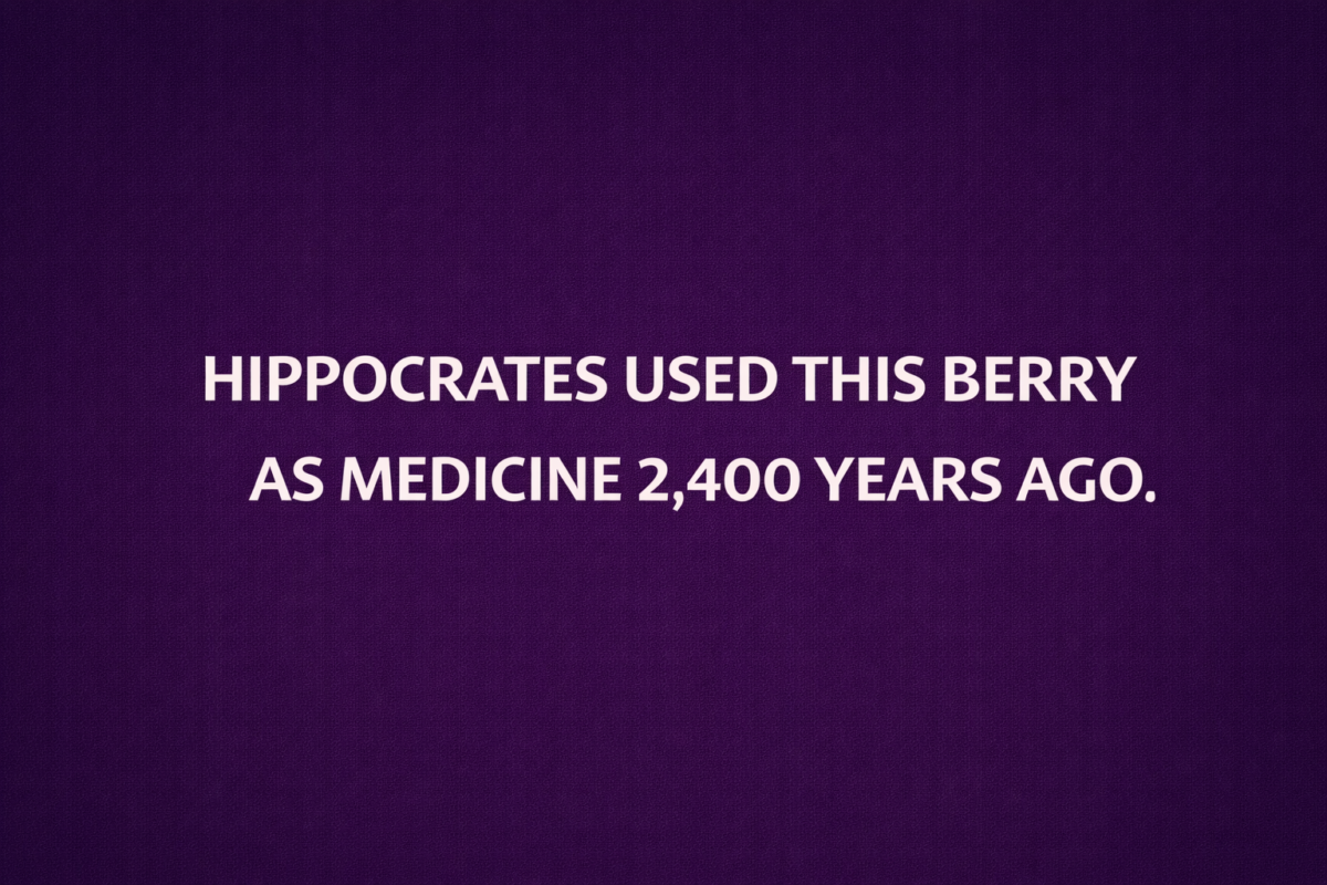 Hippocrates Called It His Medicine Chest. Here’s Why the Father of Medicine Was Obsessed With Elderberry