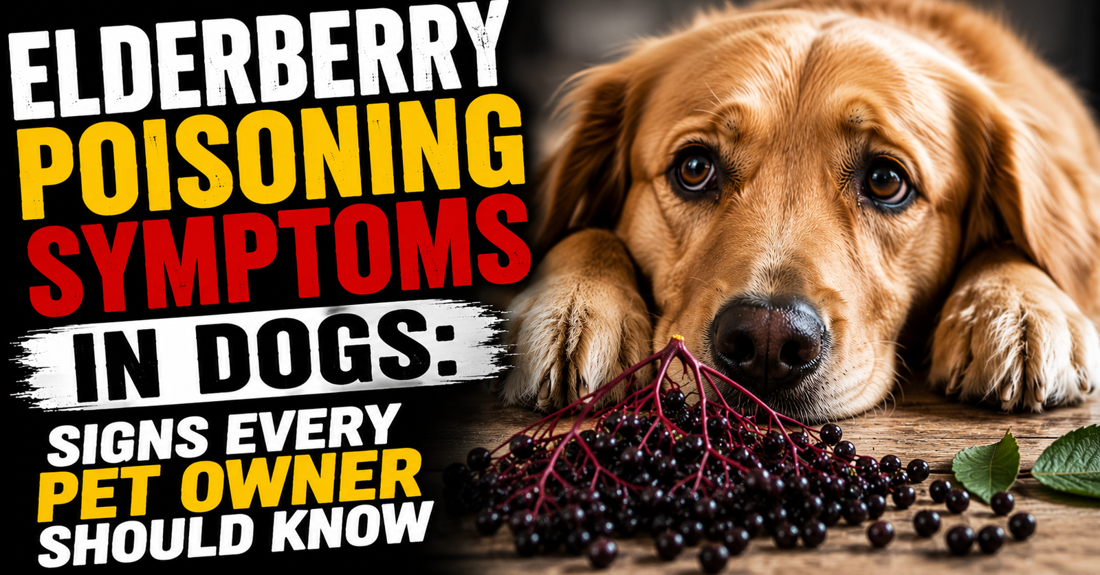 Elderberry Poisoning Symptoms in Dogs: Signs Every Owner Should Know