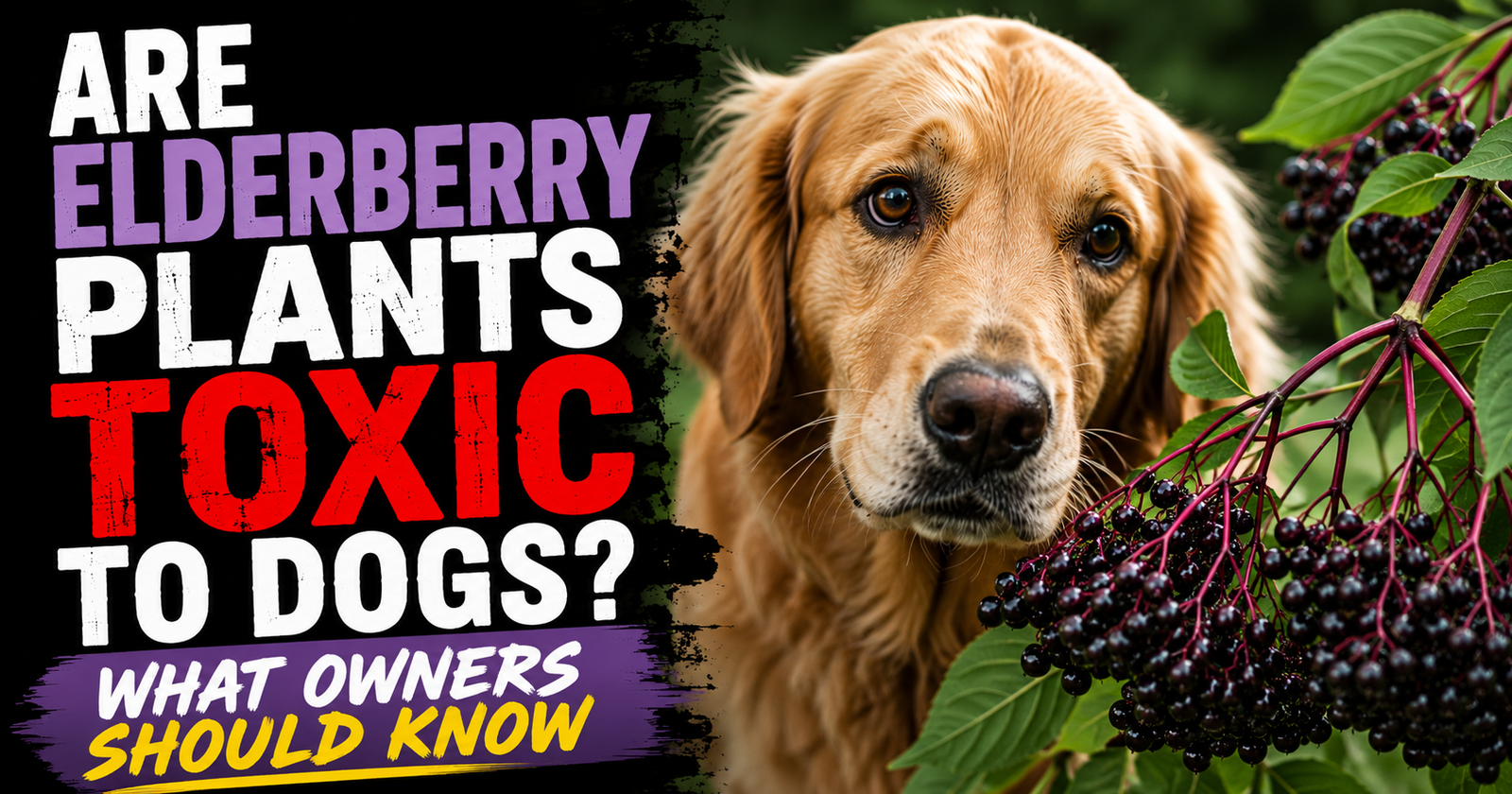 Are Elderberry Plants Toxic to Dogs? What Owners Should Know