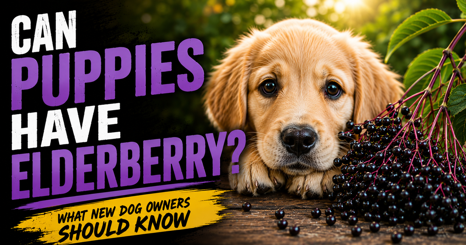 Can Puppies Have Elderberry? What New Dog Owners Should Know