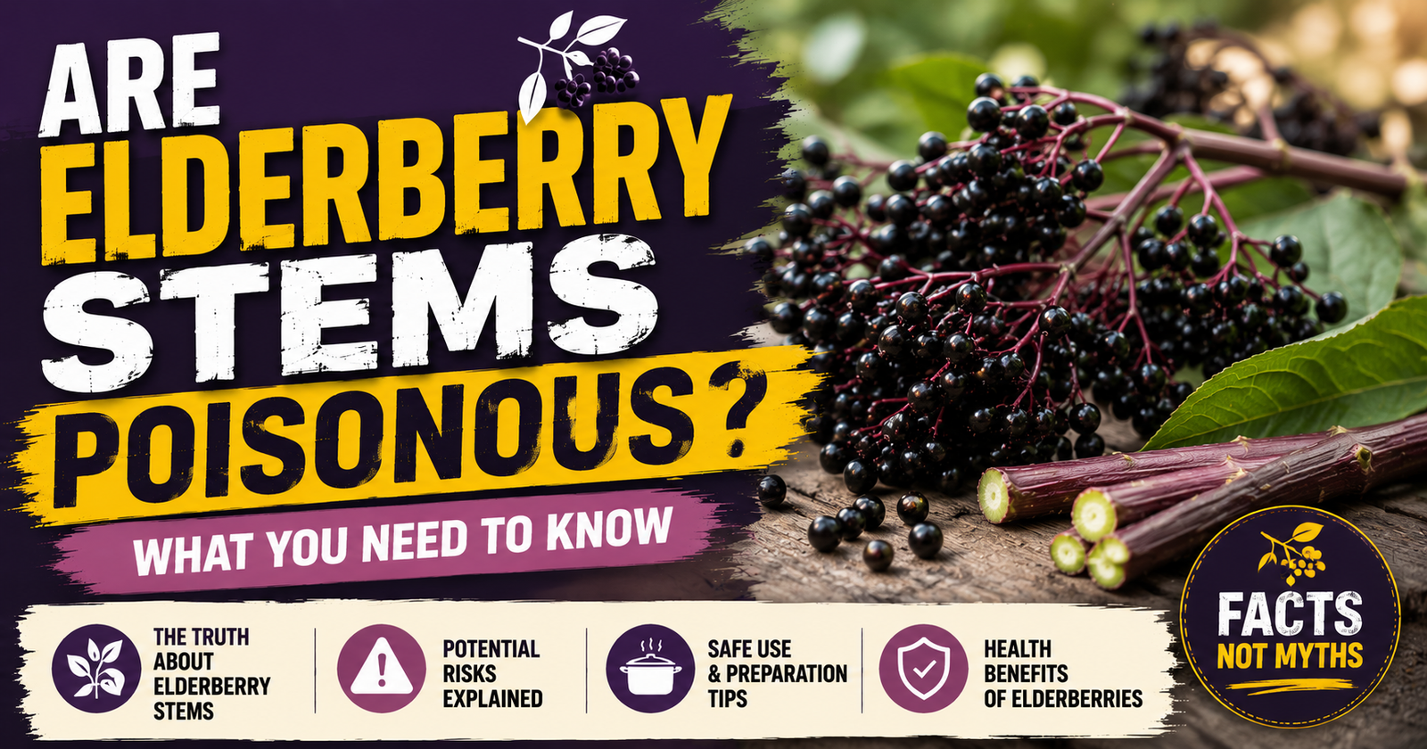 Are Elderberry Stems Poisonous? What You Need to Know