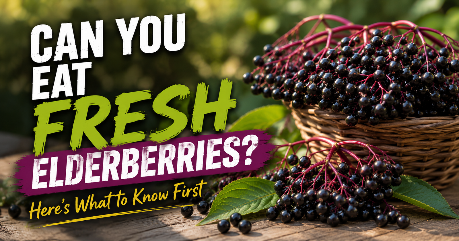 Can You Eat Fresh Elderberries? Here’s What to Know First