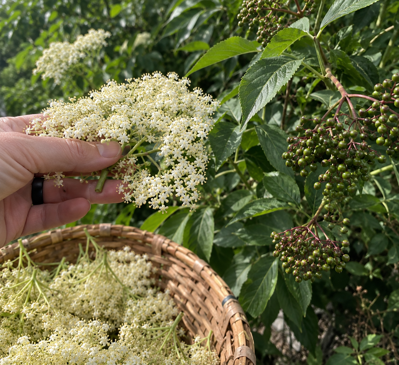 Harvesting elderberry flowers by hand 
